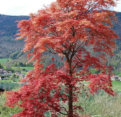 Armona Medical Alpinresort 4* 티어제